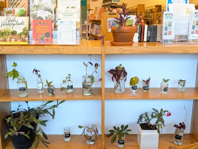 Propagation Station: cuttings of houseplants in glass jars with water