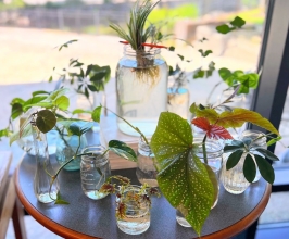 plant cuttings in jars on a table