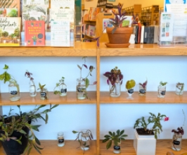 Propagation Station: cuttings of houseplants in glass jars with water