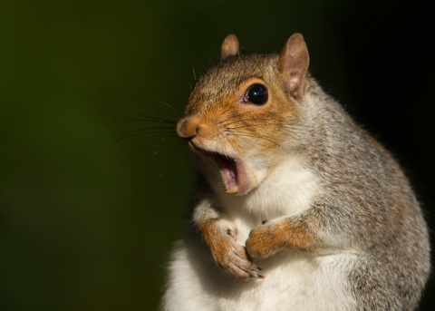 Surprised squirrel