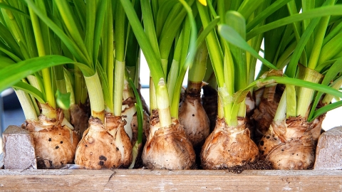 Picture of Bulbs