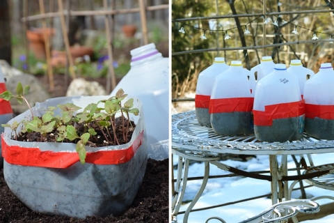 Winter Sowing Milk Jugs photo