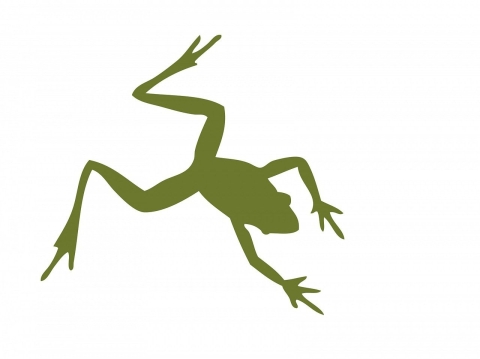 Image of frog