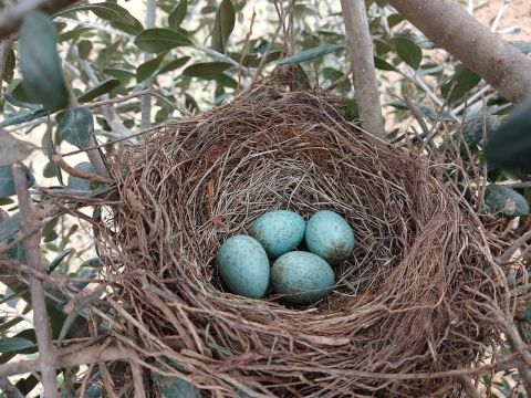 Robin's nest