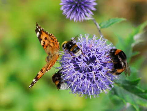 butterfly and pollinators on a flower