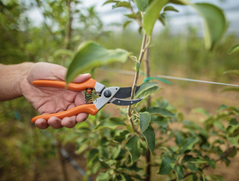 Gardener pruning branches with pruning sheers 