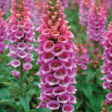 purple foxglove flowers