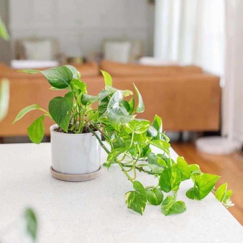 Picture of Pothos plant