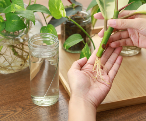 hand holding a water propagation houseplant