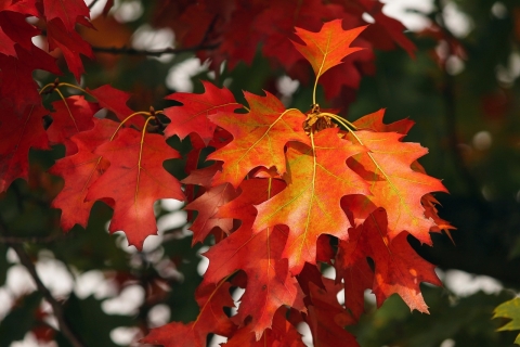 Orange tree leaves