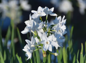 paperwhites