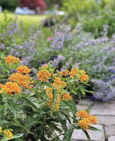 Orange flowers in the garden