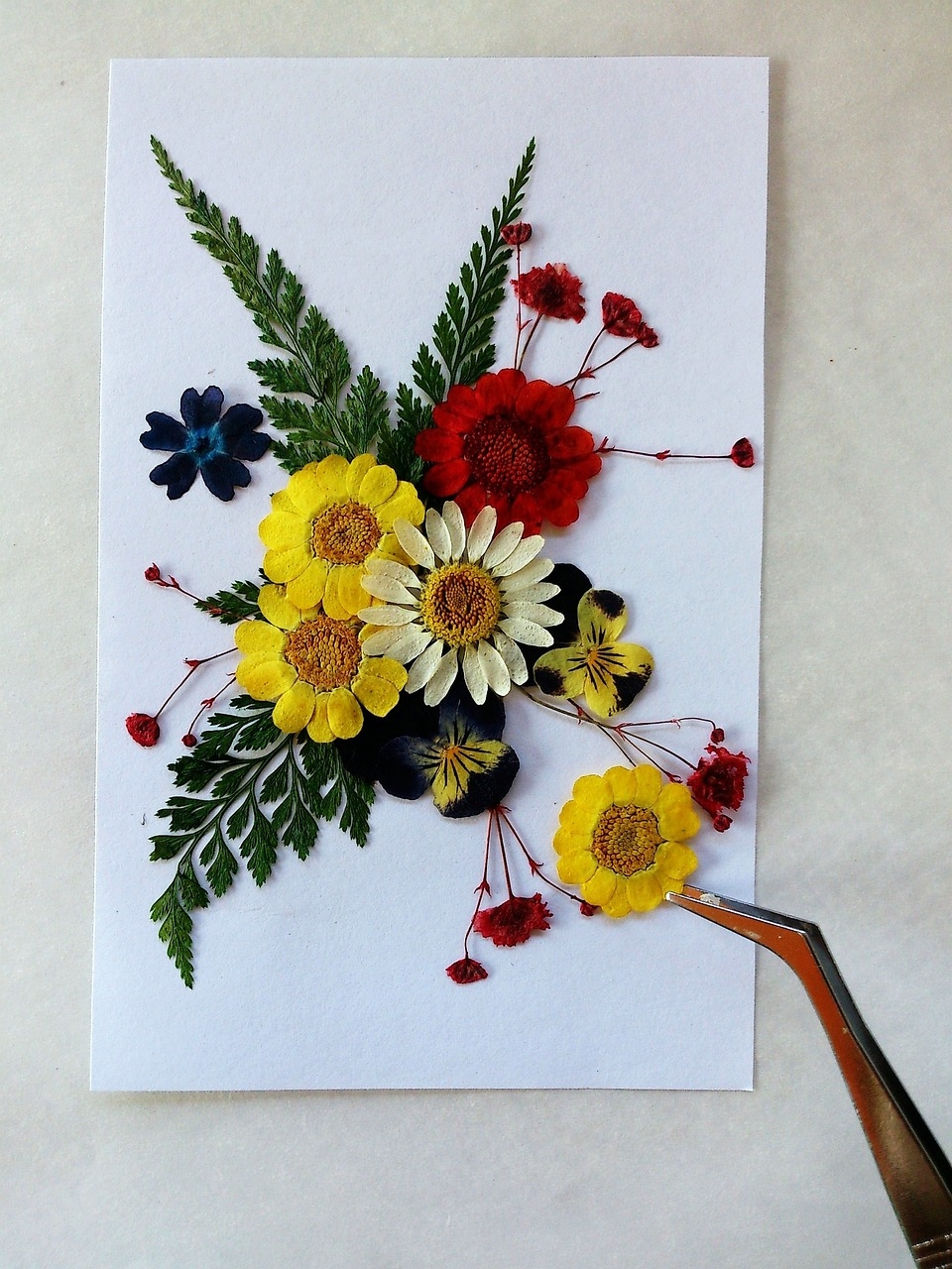 picture of pressed flowers