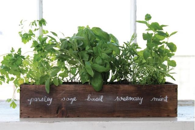 Picture of windowsill herb garden