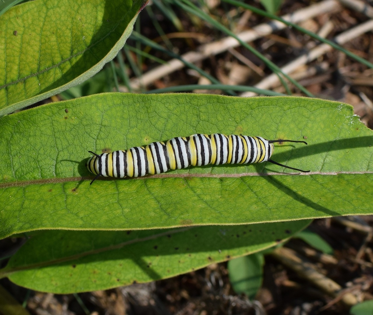 Monarch butterfly caterpillar