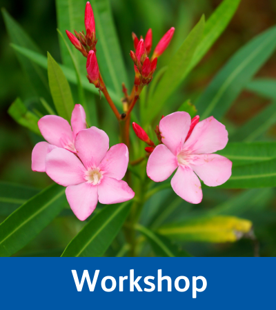 Oleander flower