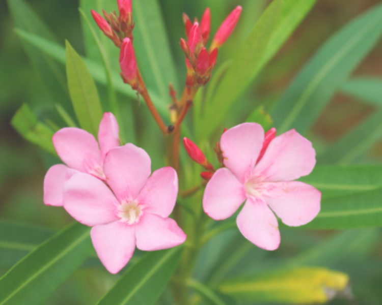 Oleander flower