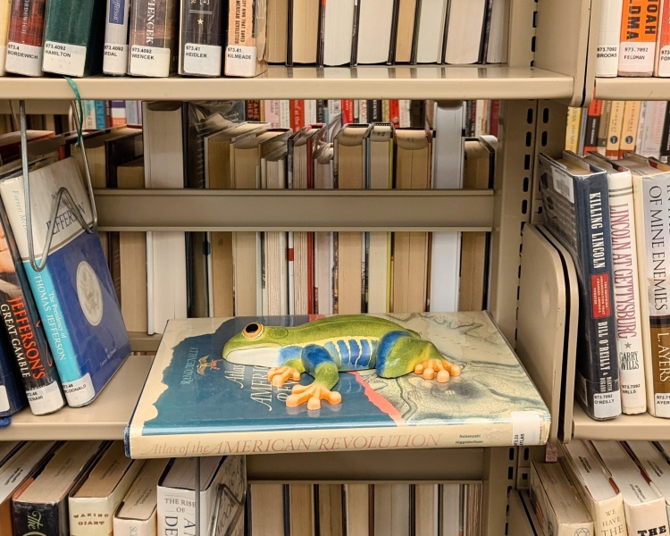 Frizzle on a bookshelf 